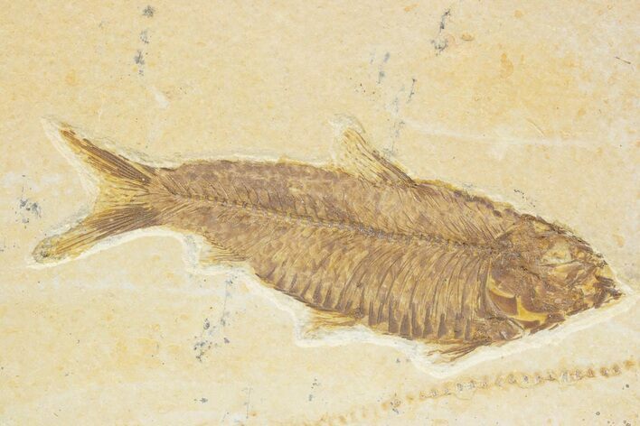 Detailed Fossil Fish (Knightia) - Wyoming #373704